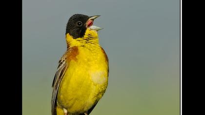 Karabaşlı kirazkuşu