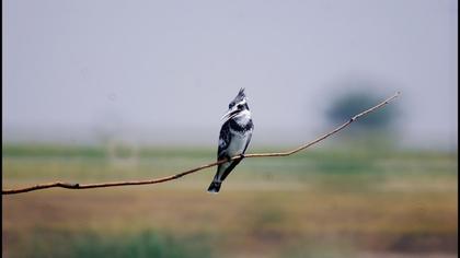 Alaca yalıçapkını