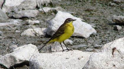 Sarı kuyruksallayan