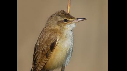 Büyük kamışçın
