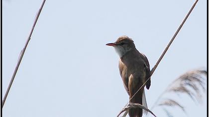 Büyük kamışçın