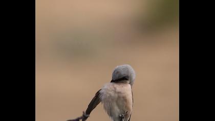 Kızılsırtlı örümcekkuşu