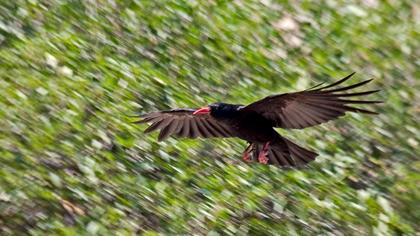 Kırmızıgagalı dağ kargası