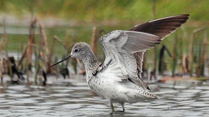 Bataklık düdükçünü