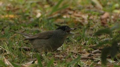 Karabaşlı ötleğen