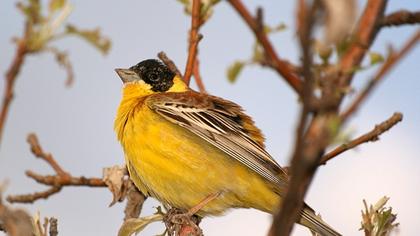 Karabaşlı kirazkuşu