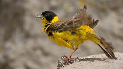 Karabaşlı kirazkuşu