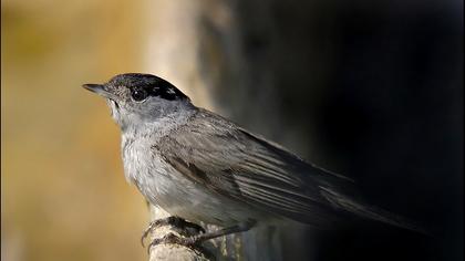 Karabaşlı ötleğen