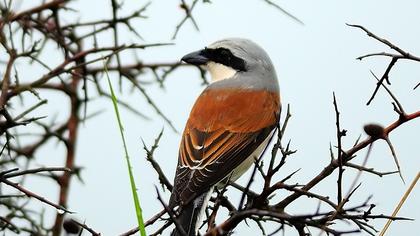 Kızılsırtlı örümcekkuşu
