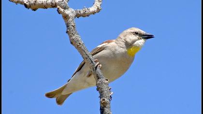 Sarıboğazlı serçe
