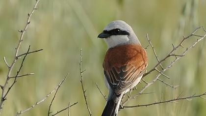 Kızılsırtlı örümcekkuşu