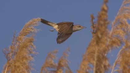 Büyük kamışçın