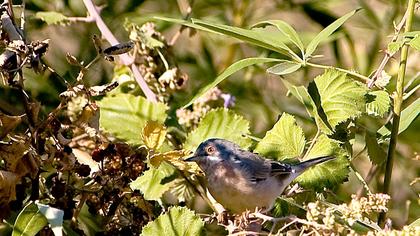 Bıyıklı ötleğen