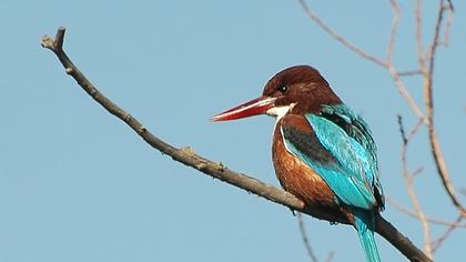 İzmir yalıçapkını