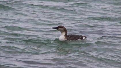 Karagerdanlı dalgıç