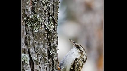 Orman tırmaşıkkuşu