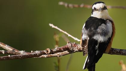 Maskeli örümcekkuşu