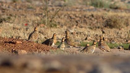 Kılkuyruk bağırtlak