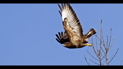 Şahin » Common Buzzard » Buteo buteo