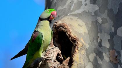 İskender papağanı