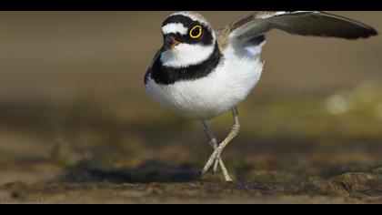 Halkalı küçük cılıbıt