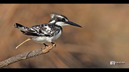 Alaca yalıçapkını