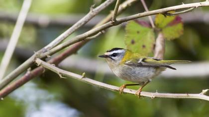 Sürmeli çalıkuşu