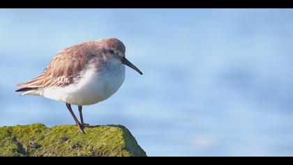 Karakarınlı kumkuşu