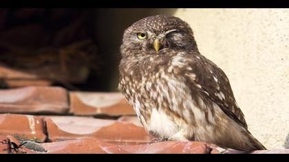 Kukumav » Little Owl » Athene noctua