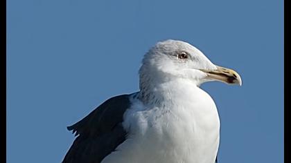 Büyük karasırtlı martı