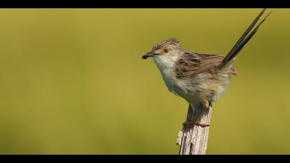 Dikkuyruklu ötleğen