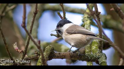 Kayın baştankarası