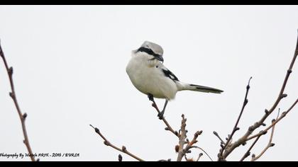 Büyük örümcekkuşu