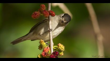 Karabaşlı ötleğen