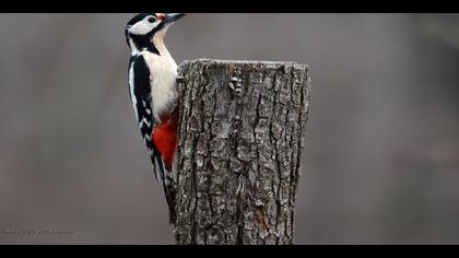 Orman alaca ağaçkakanı