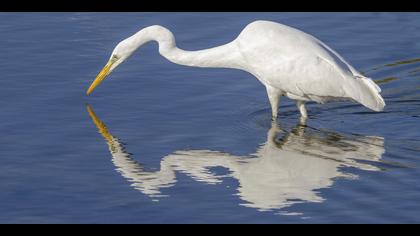 Büyük ak balıkçıl