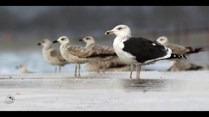 Büyük karasırtlı martı