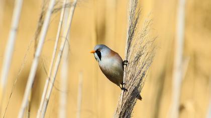 Bıyıklı baştankara