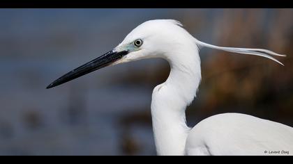 Küçük ak balıkçıl