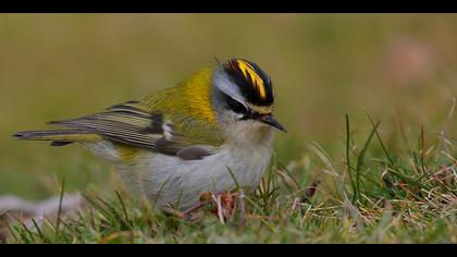 Sürmeli çalıkuşu