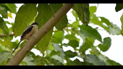Uzunkuyruklu örümcekkuşu