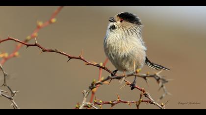 Uzunkuyruklu baştankara