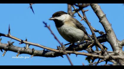 Akyanaklı baştankara