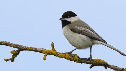 Akyanaklı baştankara