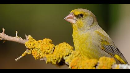 Florya » European Greenfinch » Chloris chloris