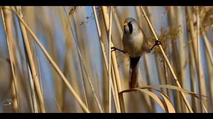 Bıyıklı baştankara