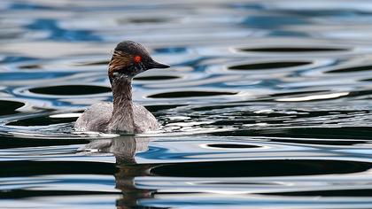 Karaboyunlu batağan