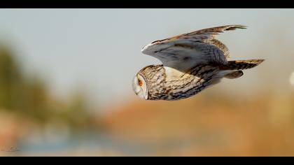 Kulaklı orman baykuşu