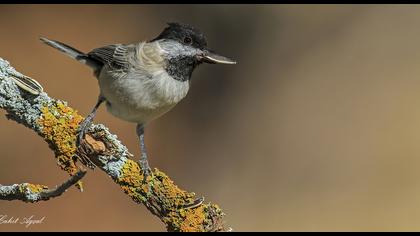 Akyanaklı baştankara