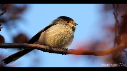 Uzunkuyruklu baştankara